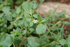 Trianthema portulacastrum